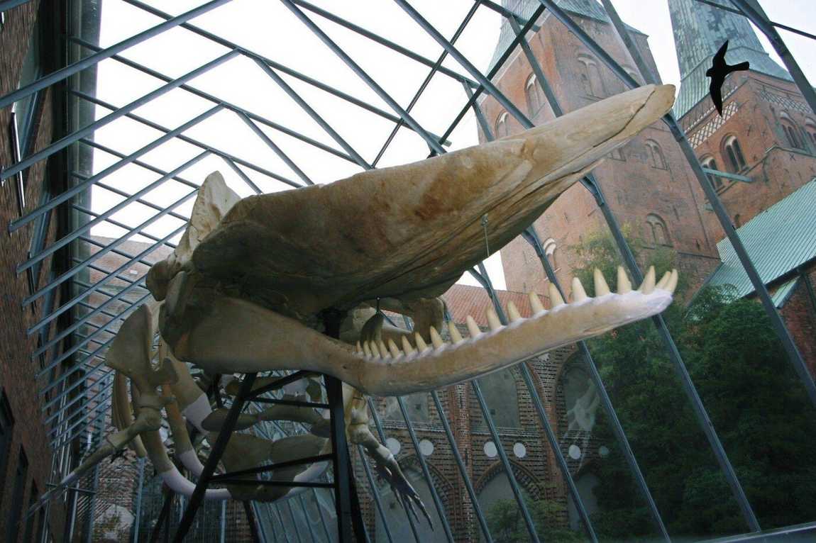 museum of nature and environment photo 3