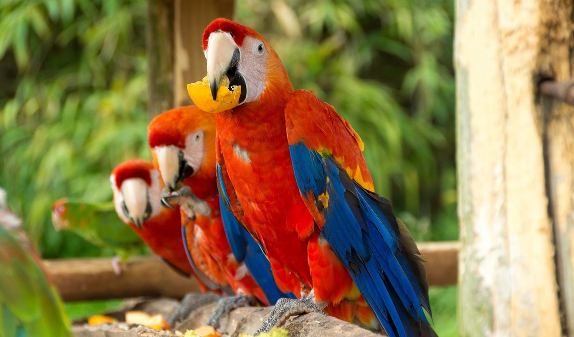 vogelpark maria veen photo 2