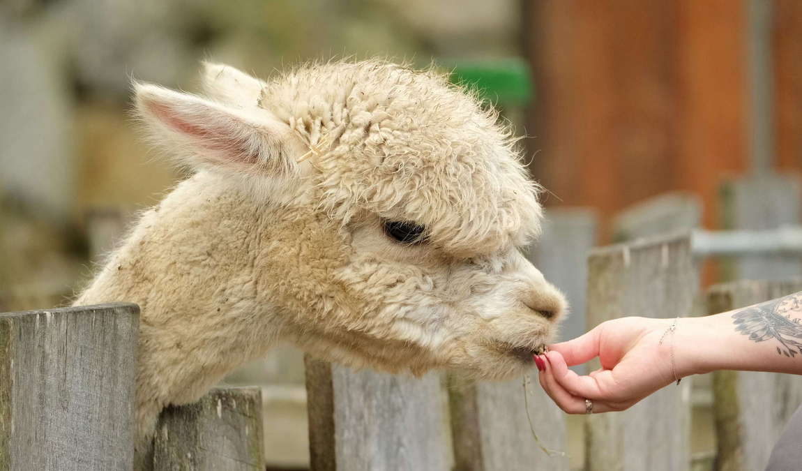 almtal alpakas photo 2