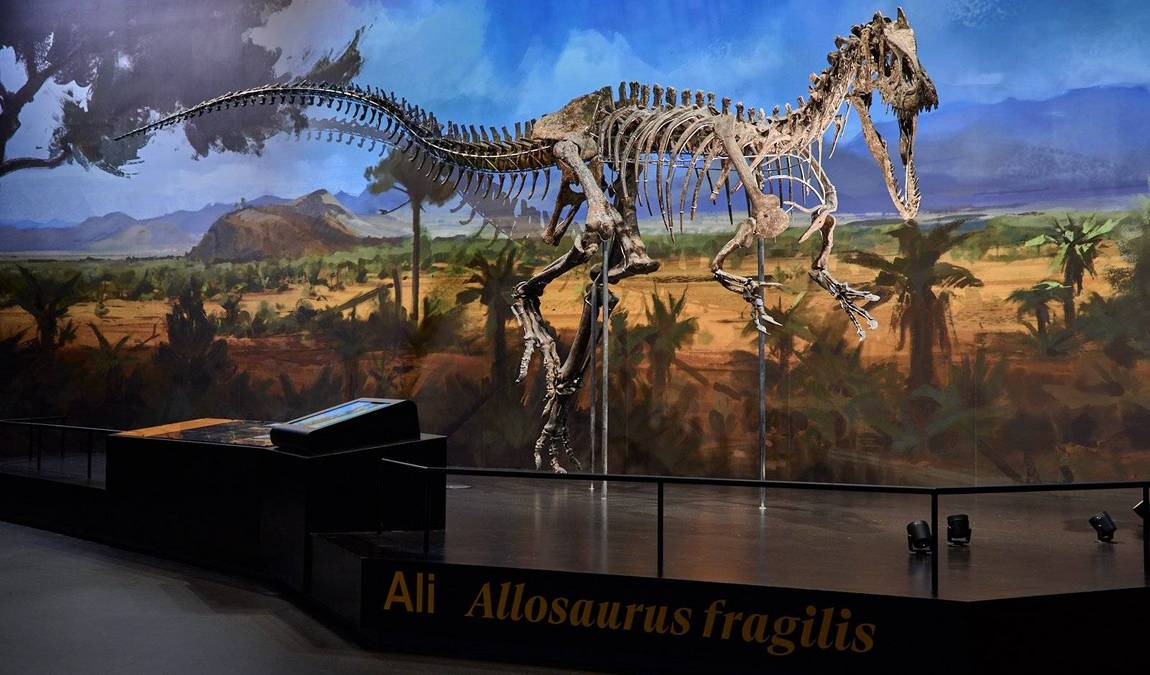 dinosauria museum photo 10
