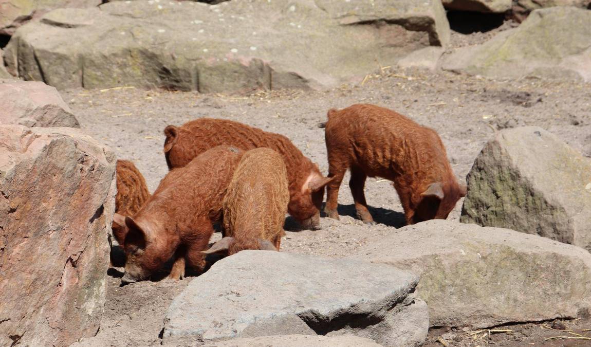 herzogenried park photo 5