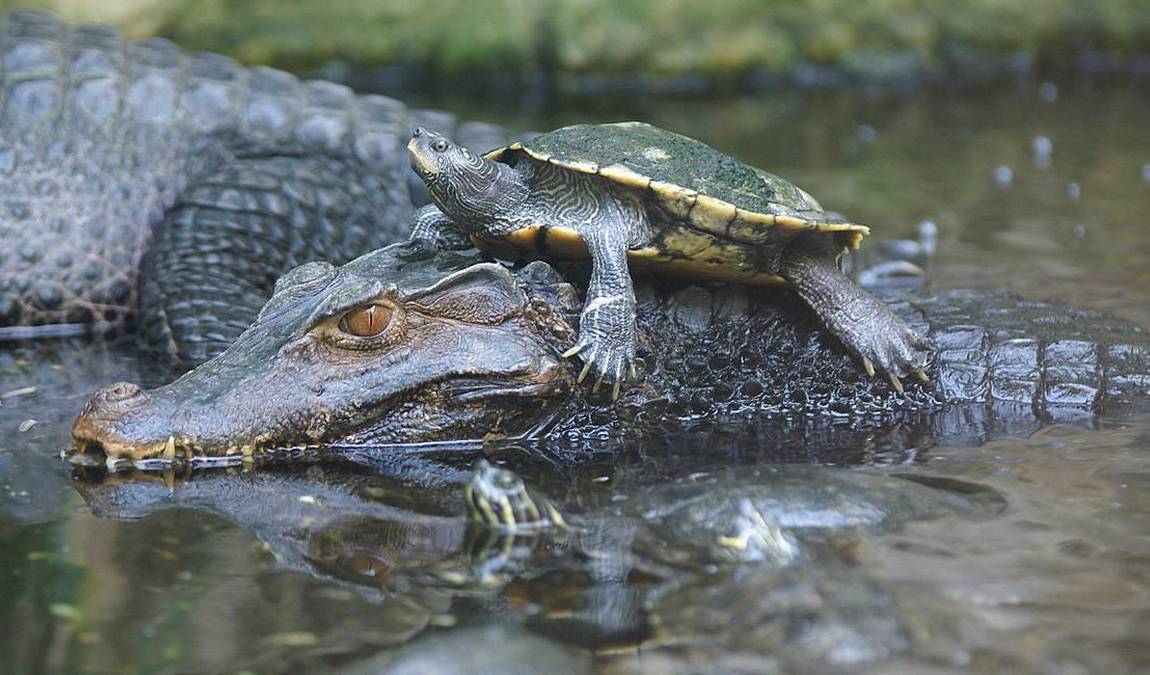 straubing zoo photo 6