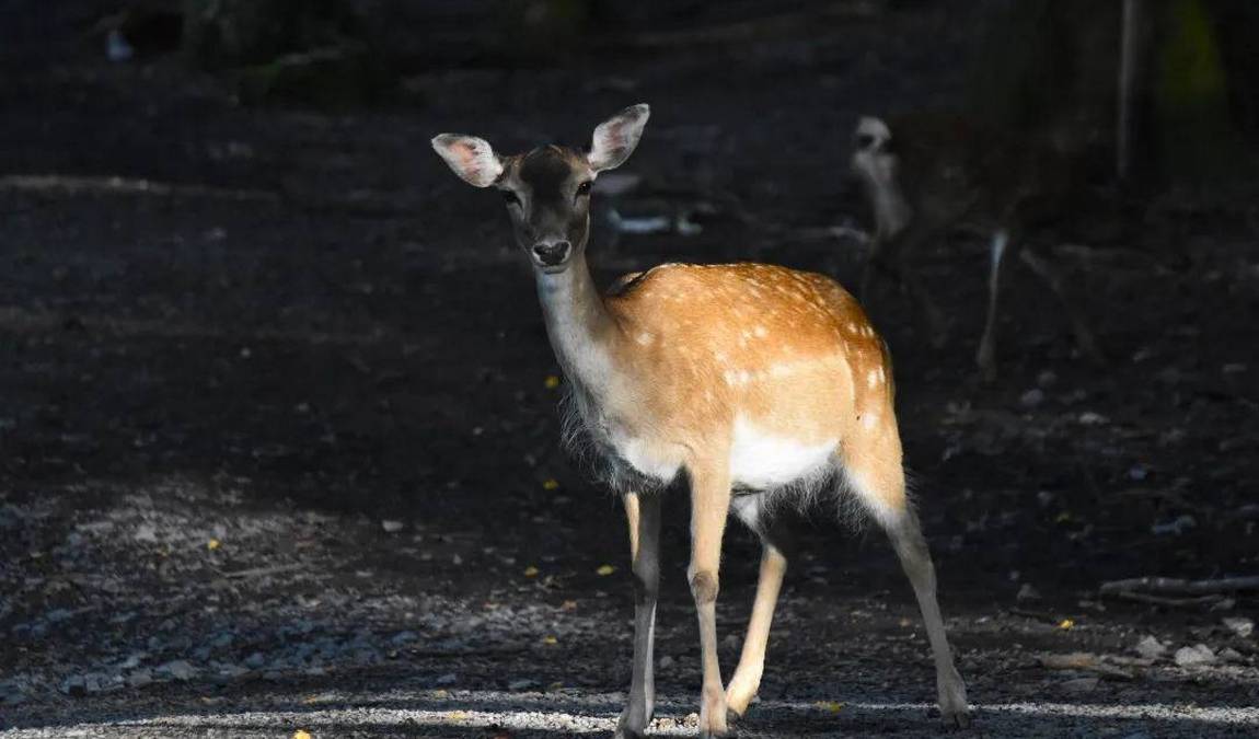 nymphaea zoo photo 2