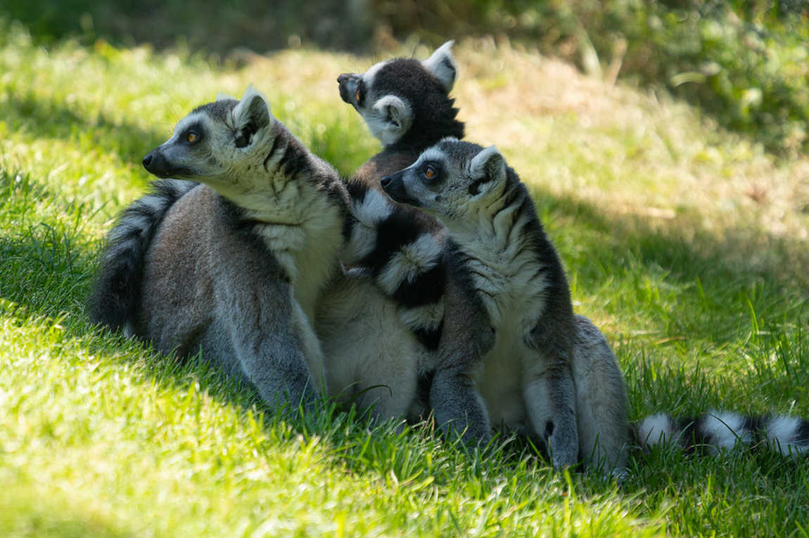 augsburg zoo photo 3