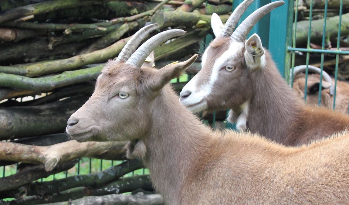 lindenthaler tierpark photo 2