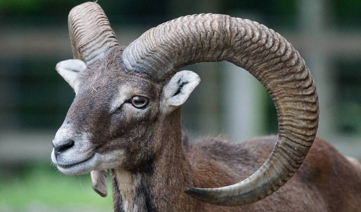 gonsenheimer wild park photo 5