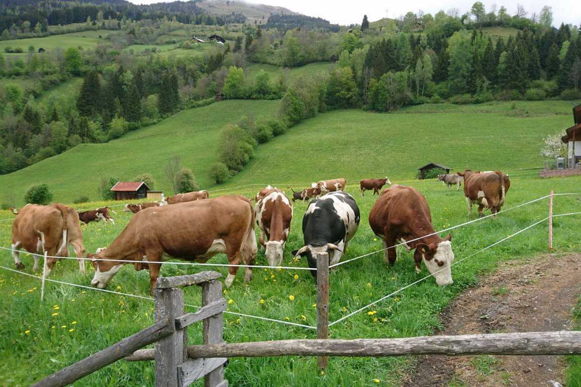 bio bauernhof tobhartbauer farm photo 3