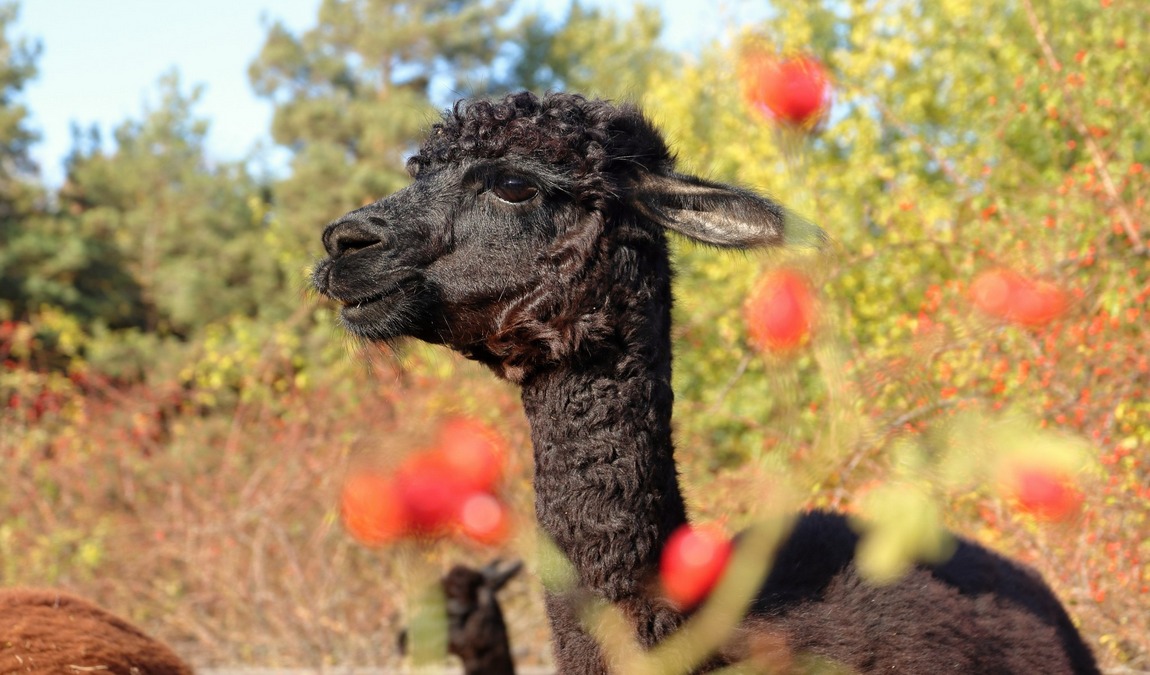 lamacentrum hady photo 10