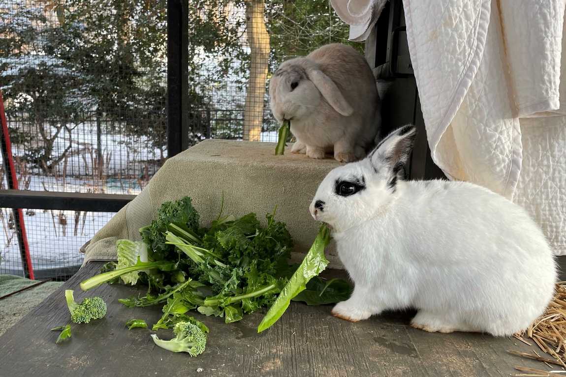 maplewalk garden photo 2