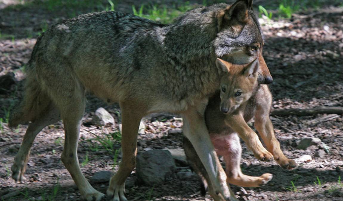 wildpark knull photo 2