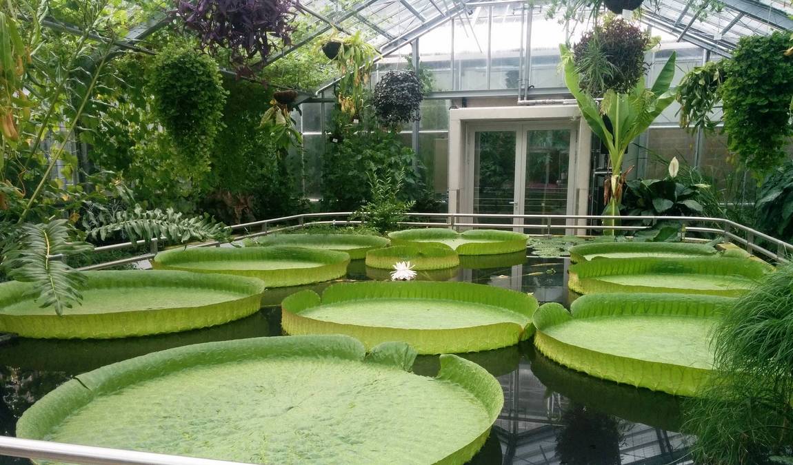 botanical garden of the technical university of braunschweig photo 3