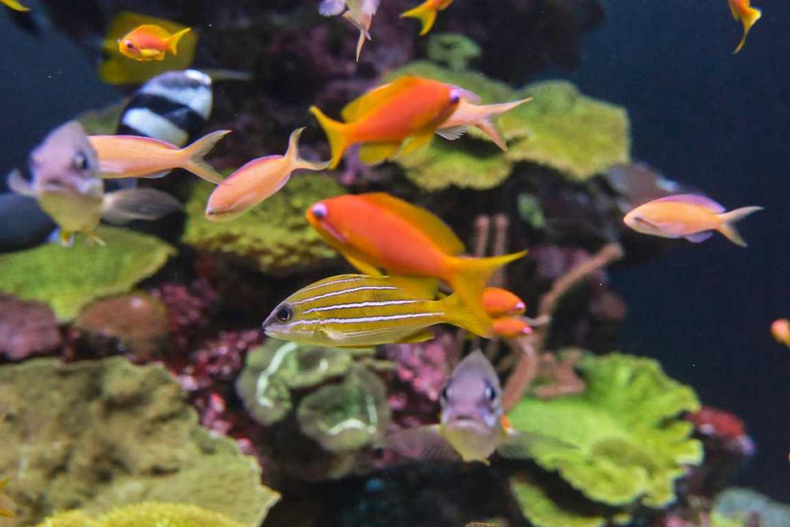 palma aquarium photo 1