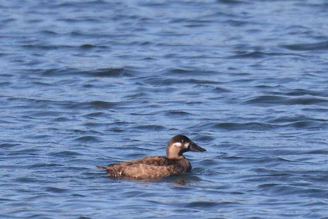 beaver lake bird sanctuary photo 5