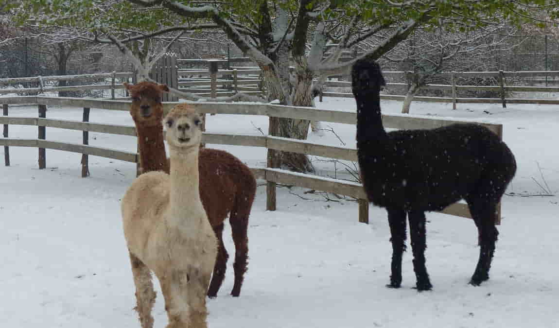 lamacentrum hady photo 2