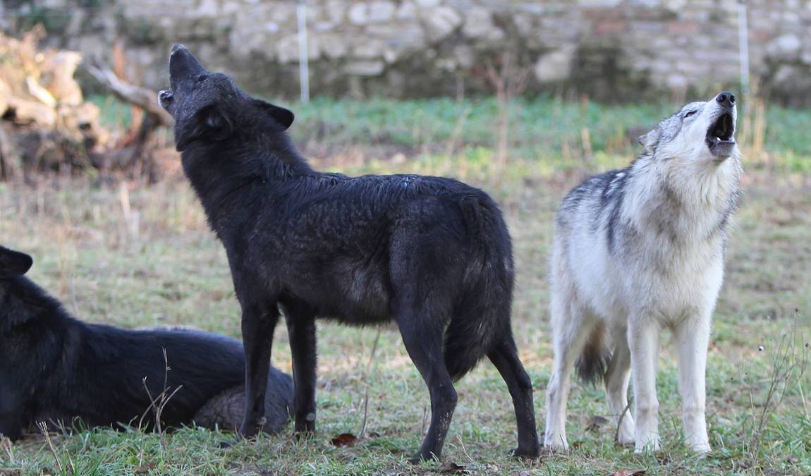 wildpark ernstbrunn photo 4