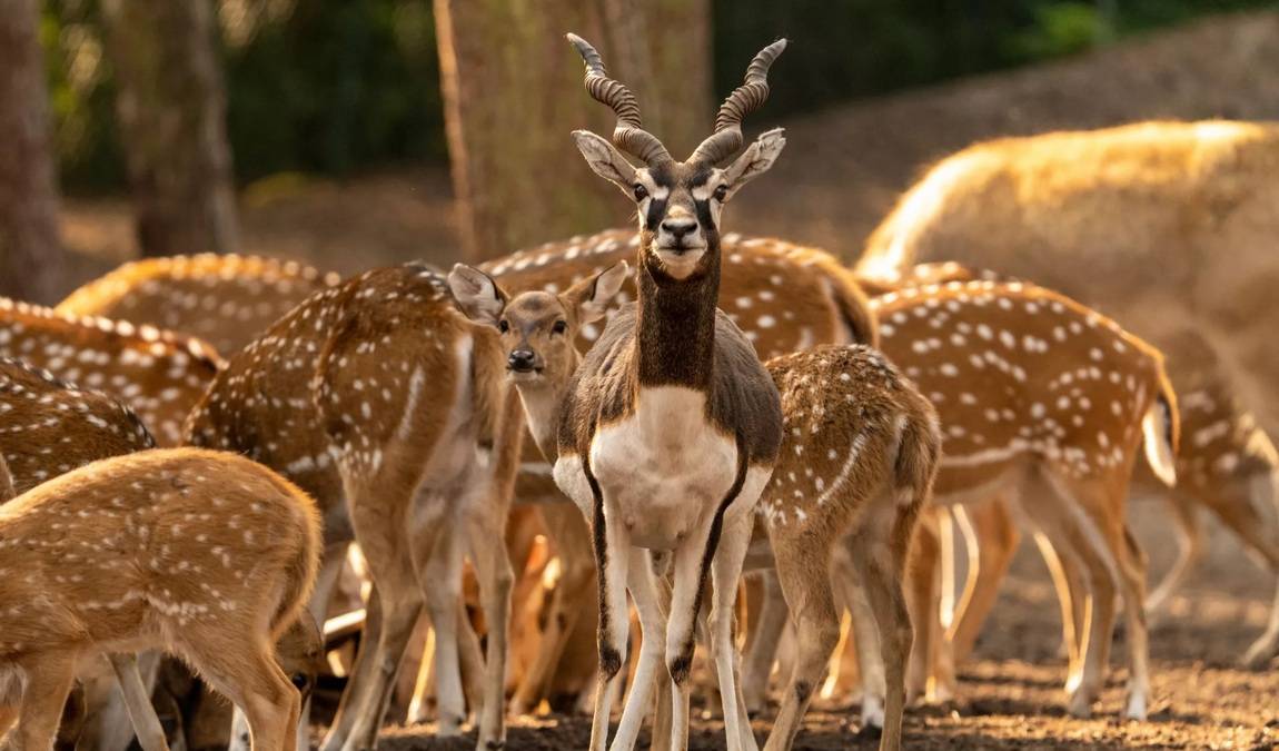 serengeti park hodenhagen photo 1