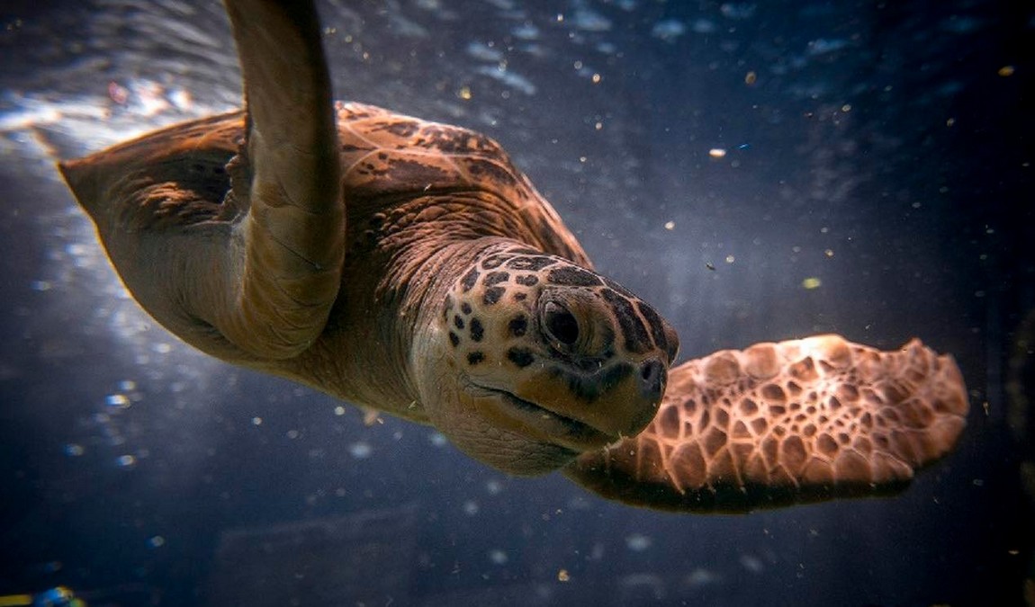 sea life speyer photo 4