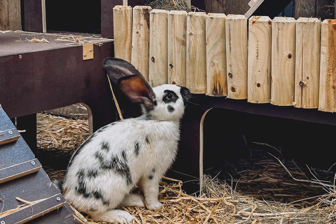 the schloss hof estate farm photo 4