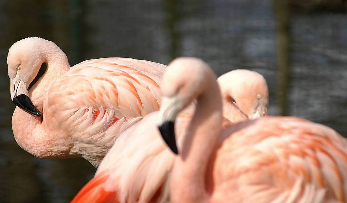 straubing zoo photo 1