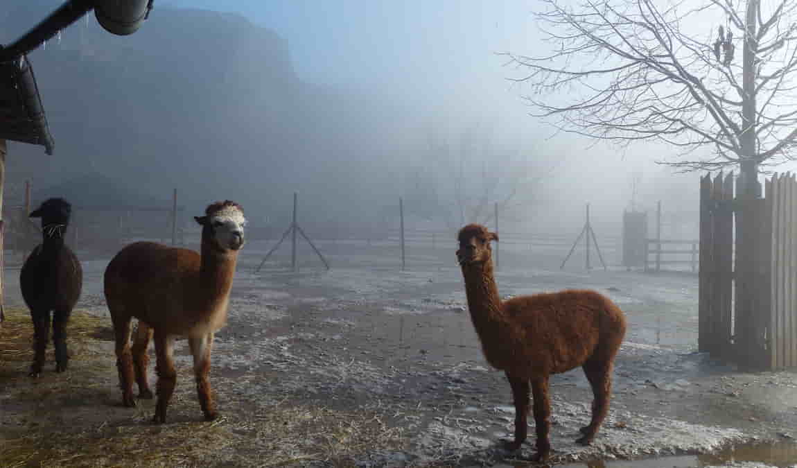 lamacentrum hady photo 7