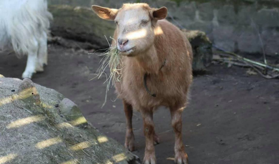 knirpsenfarm children's farm photo 4