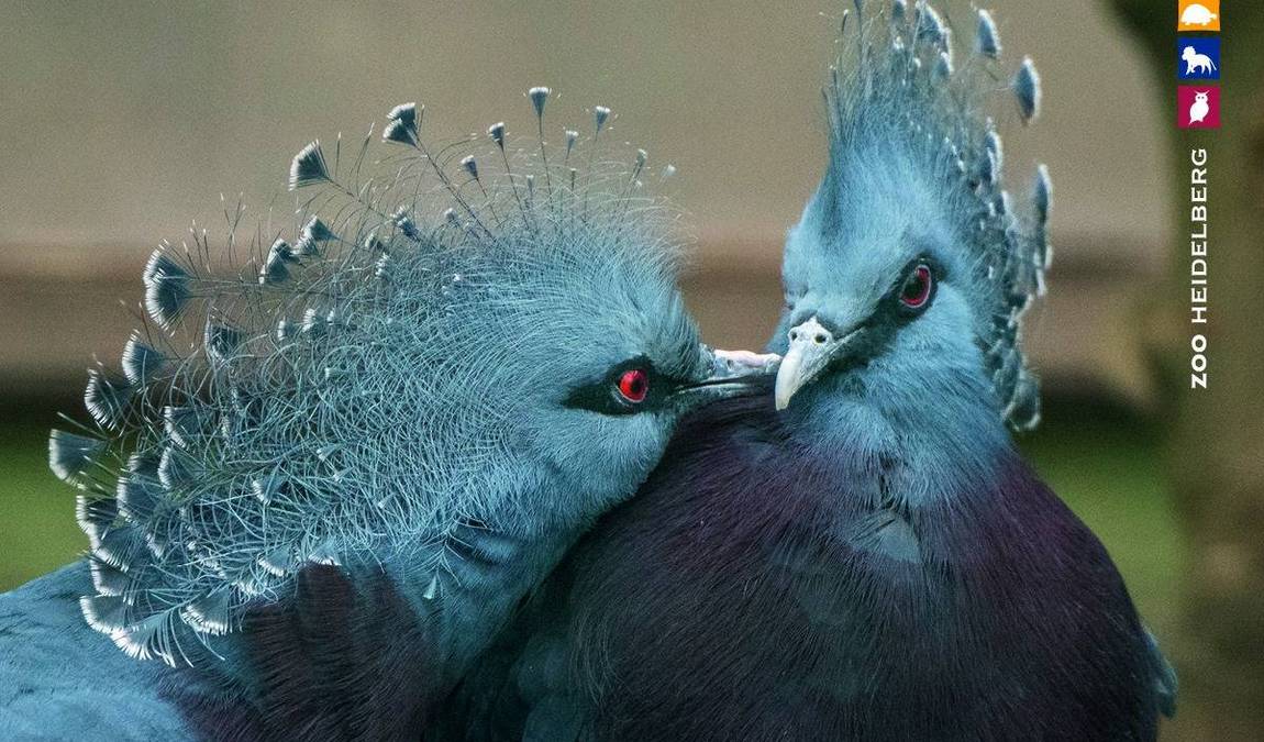 heidelberg zoo photo 9