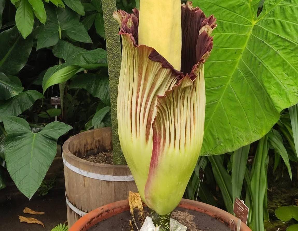 bonn botanical gardens photo 5