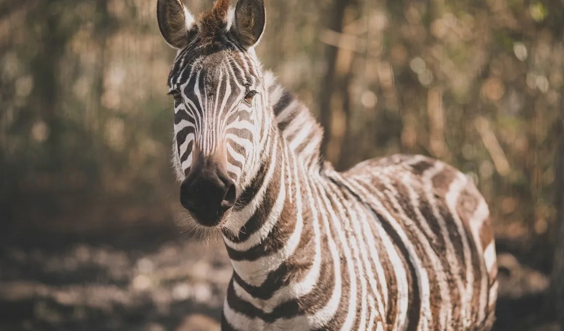 lynnwood park zoo photo 2