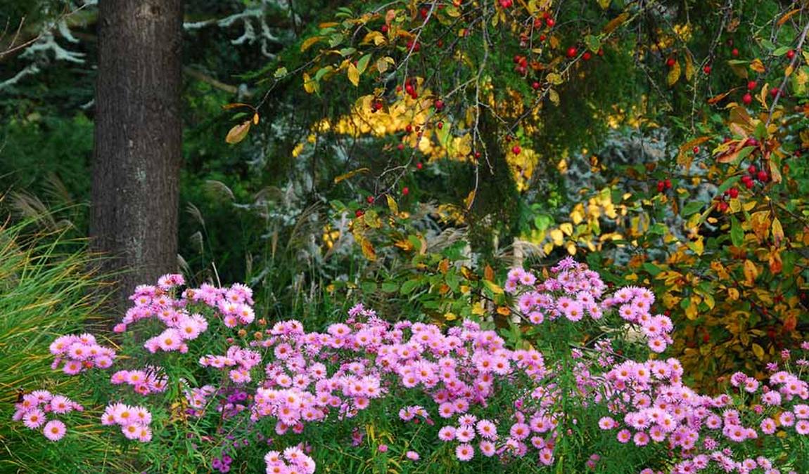 city garden vegesack photo 5