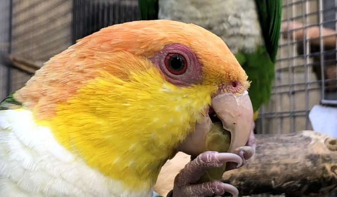 parrot zoo photo 2