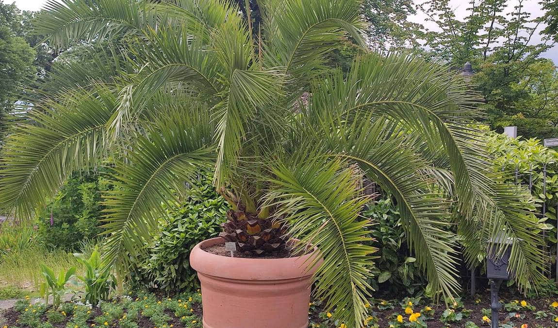 botanical garden photo 3