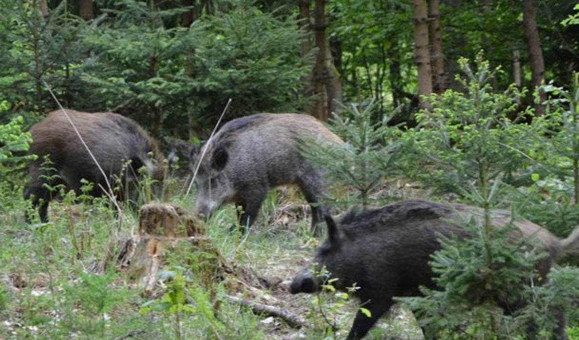 obora linhart photo 6