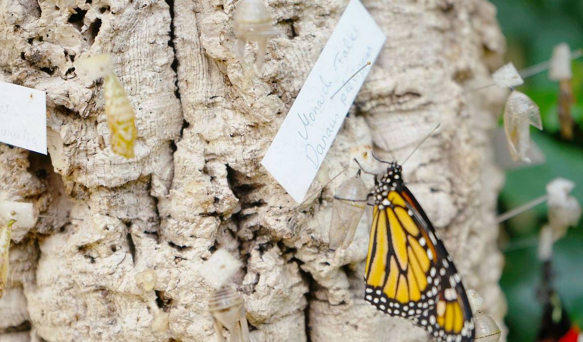 leipzig botanical garden photo 4