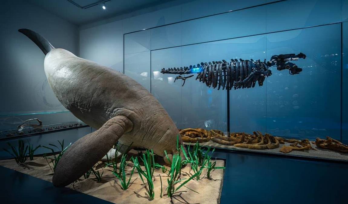 natural history museum photo 3