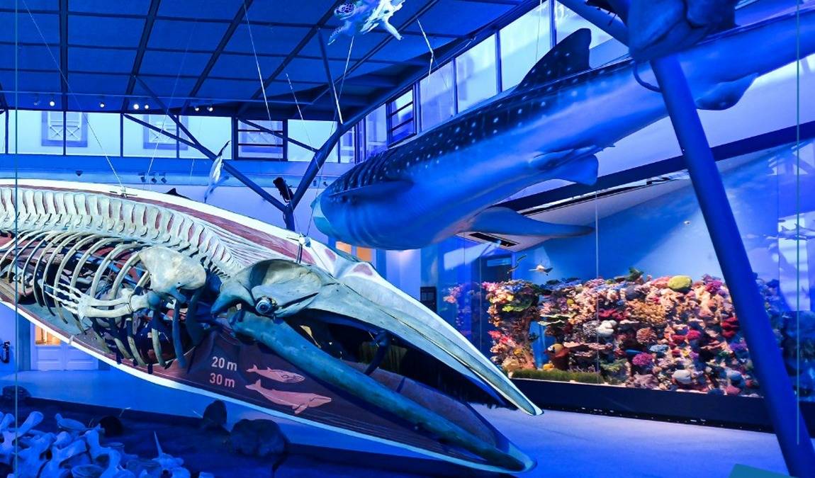 stuttgart state museum of natural history photo 6