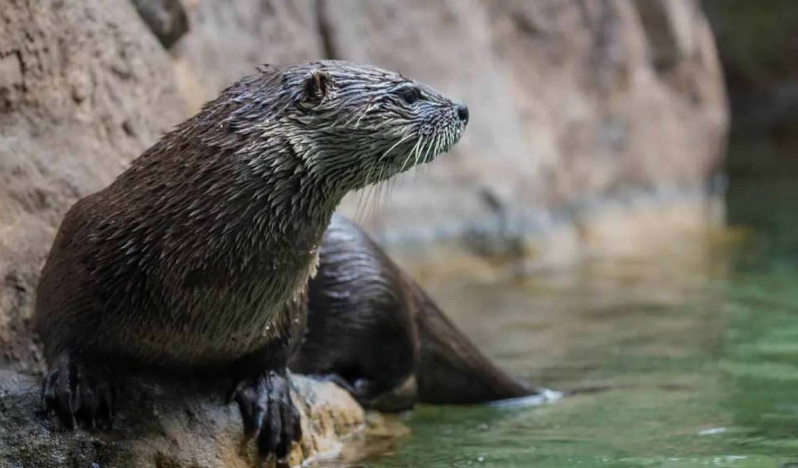 north carolina zoo photo 1