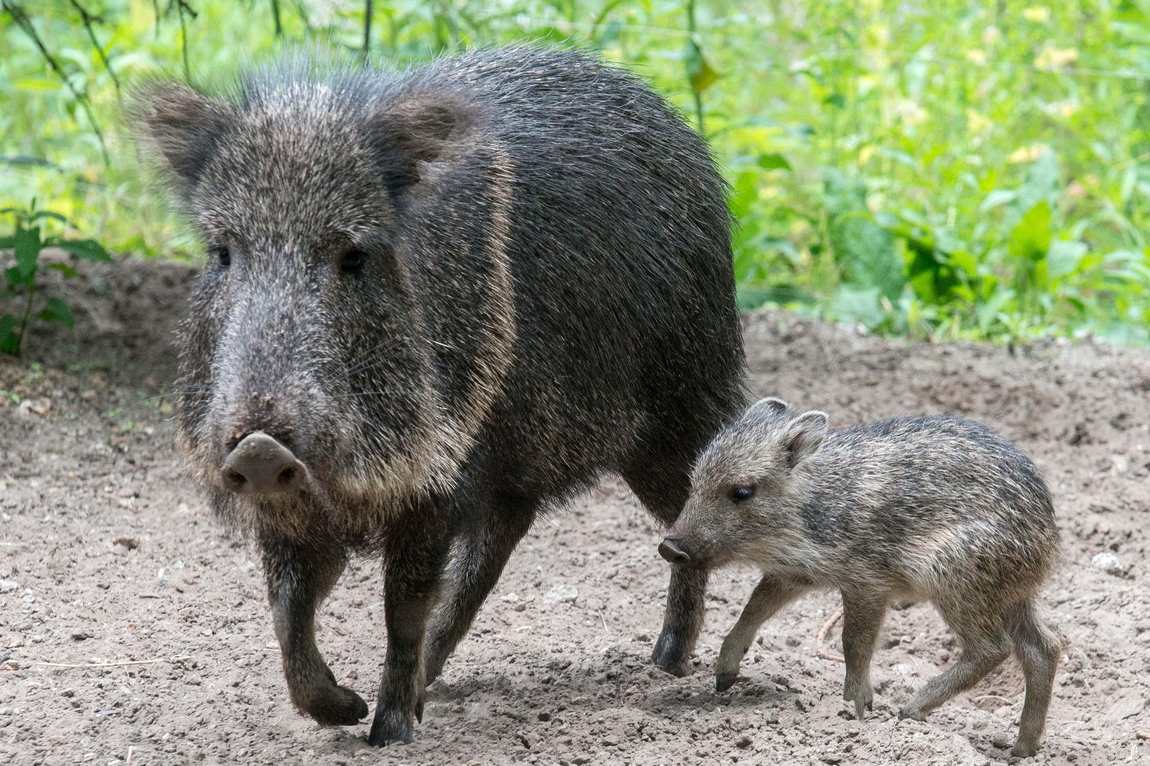 tierpark berlin friedrichsfelde photo 4