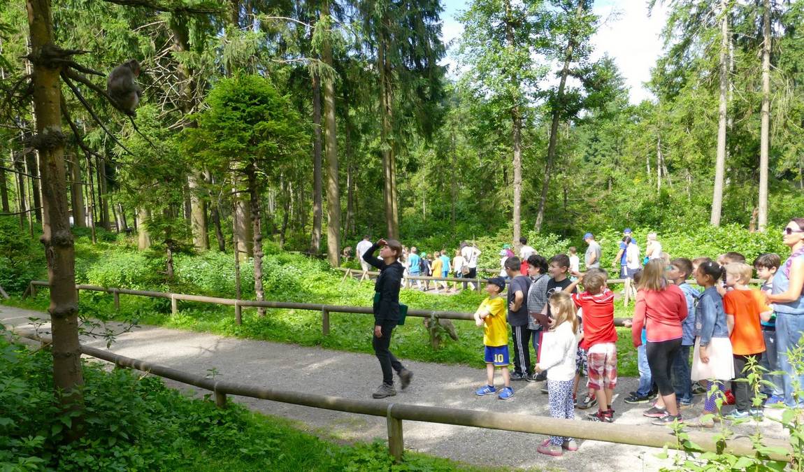 affenberg landskron photo 4