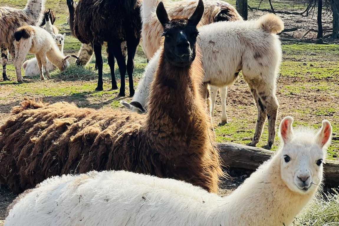 lazy 5 ranch photo 3