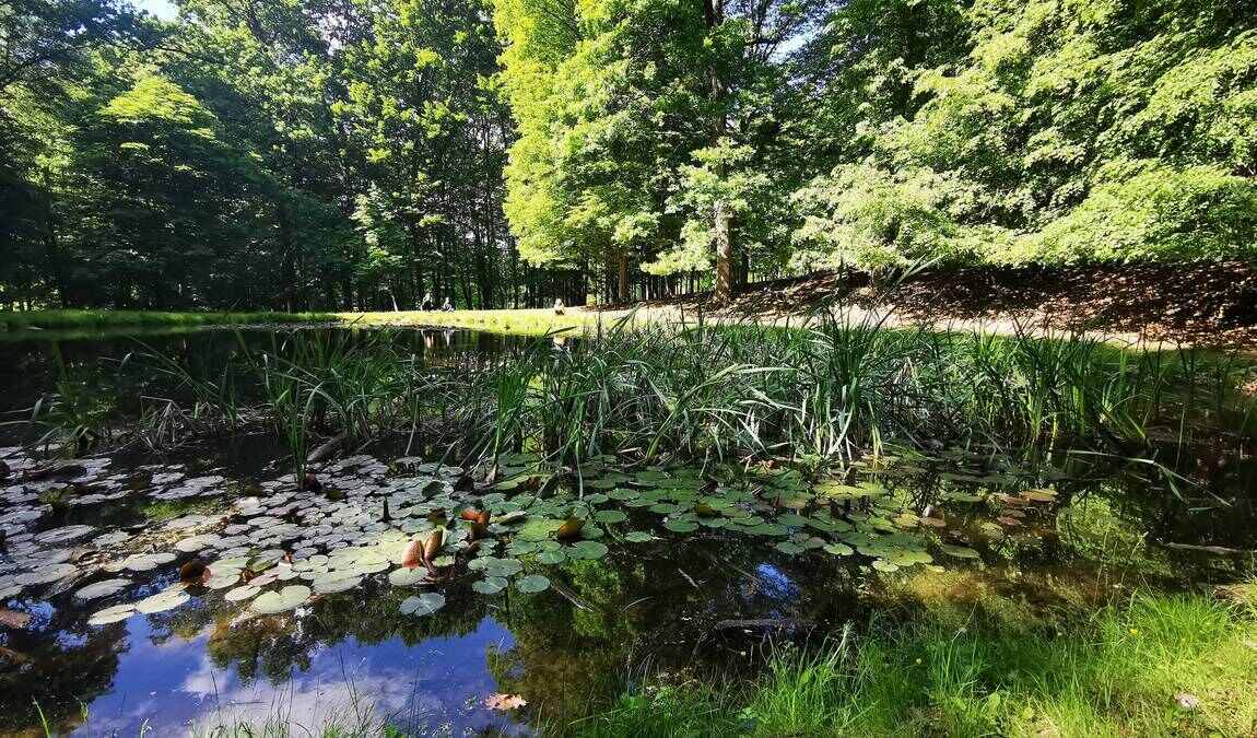 obora holedna photo 4