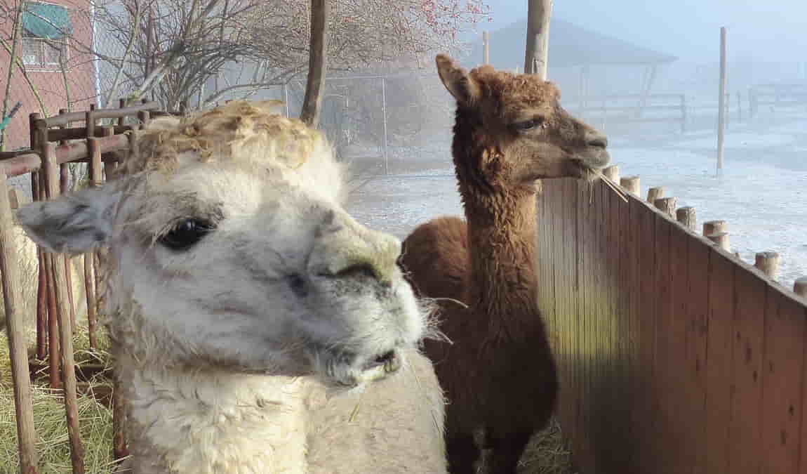 lamacentrum hady photo 3