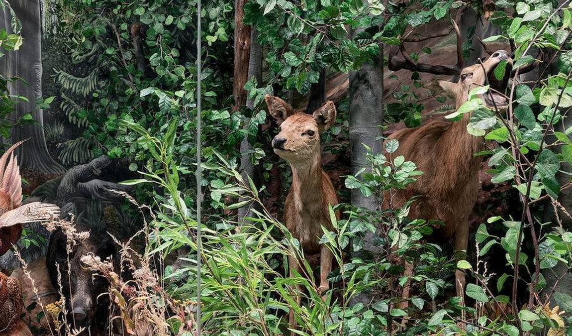 natural history museum photo 3
