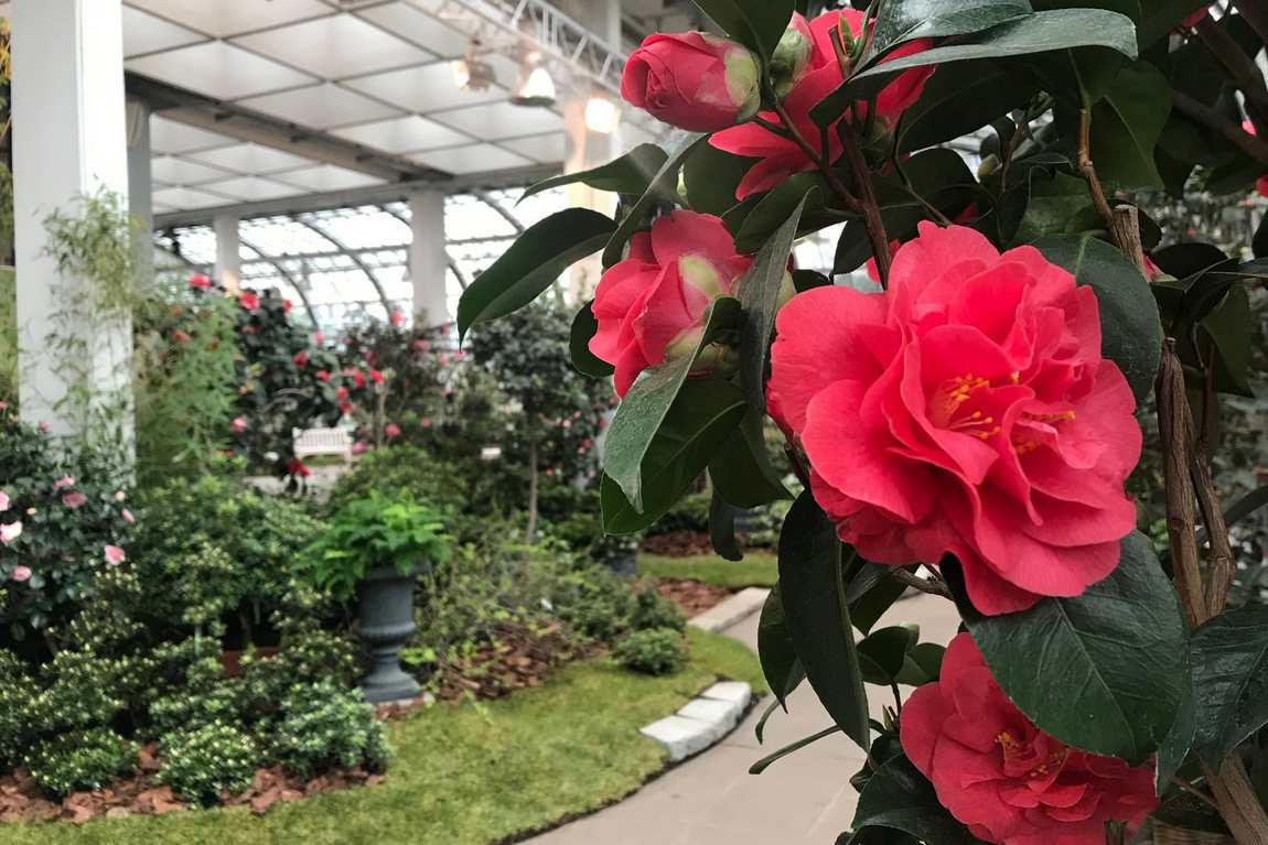 palmengarten photo 3