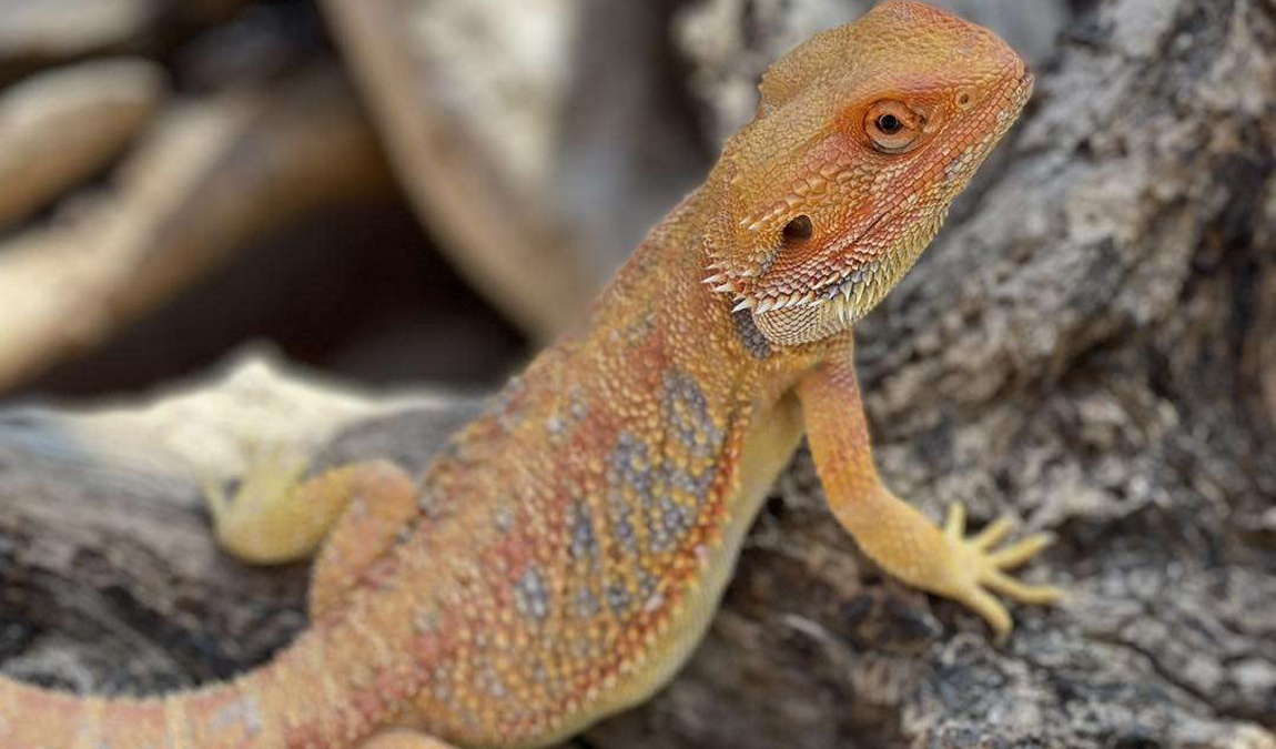 reptilien zoo forchtenstein photo 2