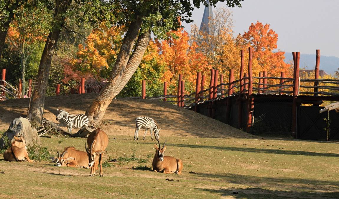 zoo dvur kralove photo 10