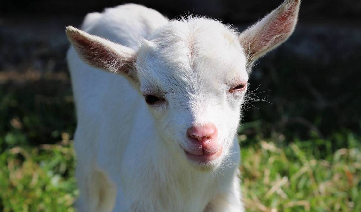 barenhof berghausen photo 1
