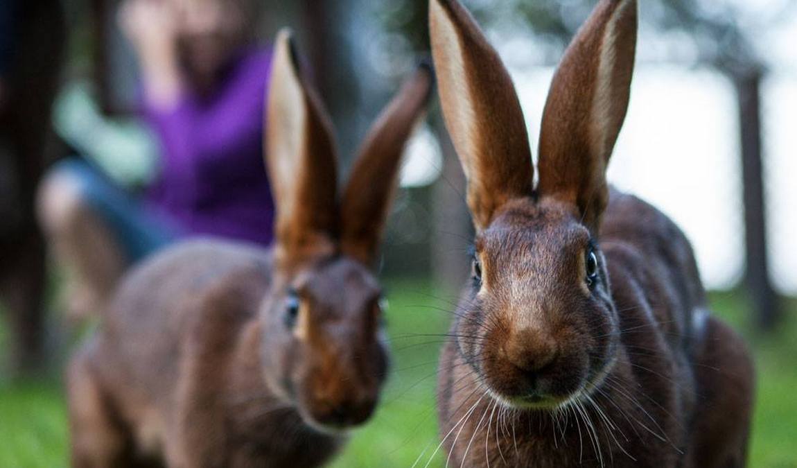 alpenwildpark pfander photo 2