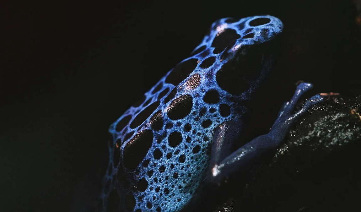 welt der gifte photo 6