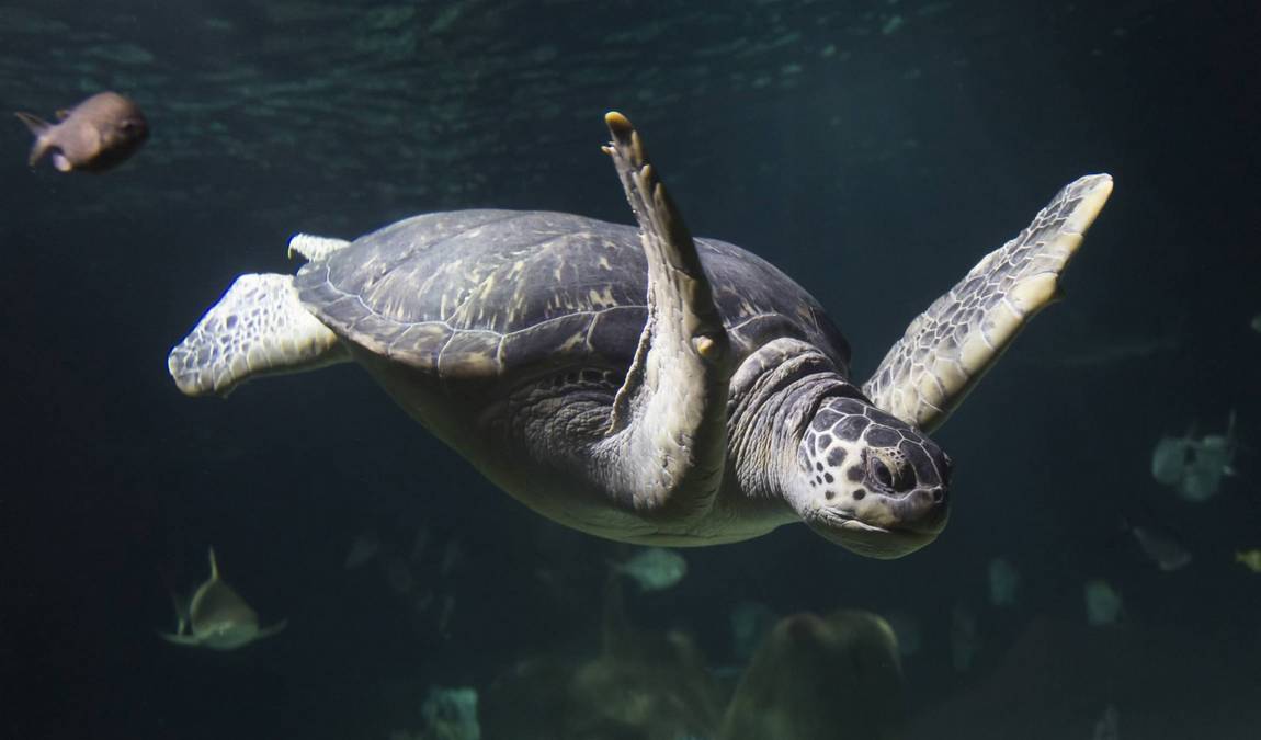 sea life hannover photo 4