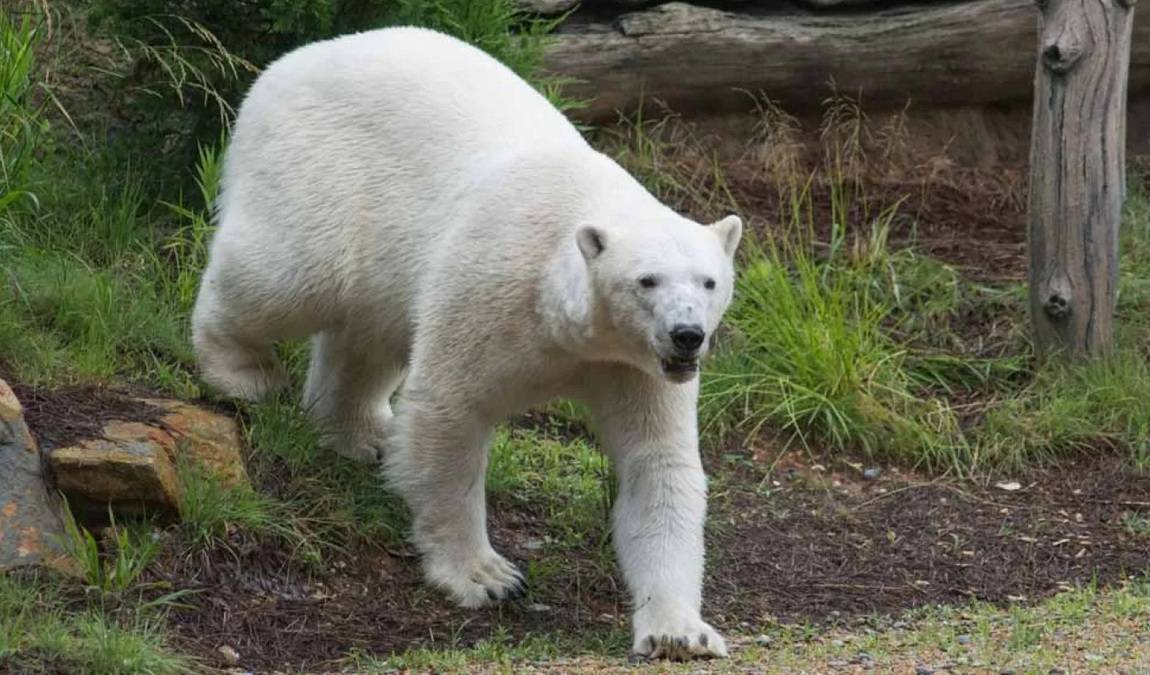 north carolina zoo photo 3